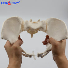 Load image into Gallery viewer, Pelvis Model Human Skeleton Model Specimen Hip Skeleton Anatomy Medical Tool school Used 1:1 Pubis Skeletal Educational