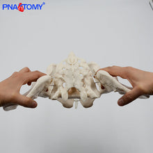 Load image into Gallery viewer, Pelvis Model Human Skeleton Model Specimen Hip Skeleton Anatomy Medical Tool school Used 1:1 Pubis Skeletal Educational