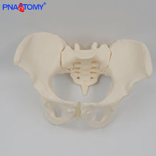 Load image into Gallery viewer, Pelvis Model Human Skeleton Model Specimen Hip Skeleton Anatomy Medical Tool school Used 1:1 Pubis Skeletal Educational