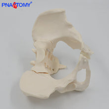 Load image into Gallery viewer, Pelvis Model Human Skeleton Model Specimen Hip Skeleton Anatomy Medical Tool school Used 1:1 Pubis Skeletal Educational