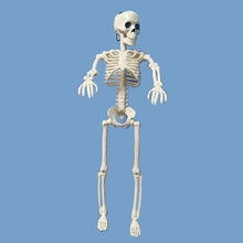 Load image into Gallery viewer, People Active Model skeleto Anatomy Skeleton Skeleton Model Medical Learning Halloween Party Decoration Skeleton Art Sketch