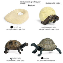 Load image into Gallery viewer, Simulation Insect Animal Growth Cycle Model Moon God Moth Green Tail Moon-Shaped Silkworm Moth Children Educational Toy Gift