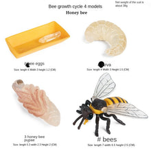 Load image into Gallery viewer, Simulation Insect Animal Growth Cycle Model Moon God Moth Green Tail Moon-Shaped Silkworm Moth Children Educational Toy Gift