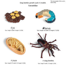 Load image into Gallery viewer, Simulation Animal Insect PVC ladybug Bee spider Model Action Figure Collection Miniature Cognition Educational Toys for Children