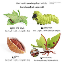 Load image into Gallery viewer, Simulation Insect Animal Growth Cycle Model Moon God Moth Green Tail Moon-Shaped Silkworm Moth Children Educational Toy Gift