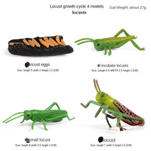Load image into Gallery viewer, Simulation Animal Insect PVC ladybug Bee spider Model Action Figure Collection Miniature Cognition Educational Toys for Children