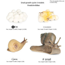 Load image into Gallery viewer, Simulation Insect Animal Growth Cycle Model Moon God Moth Green Tail Moon-Shaped Silkworm Moth Children Educational Toy Gift