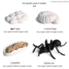 Load image into Gallery viewer, Simulation Insect Animal Growth Cycle Model Moon God Moth Green Tail Moon-Shaped Silkworm Moth Children Educational Toy Gift
