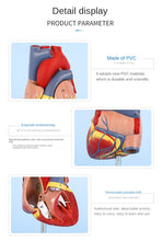 Load image into Gallery viewer, Medical prop model Anatomical human heart model teaching tool