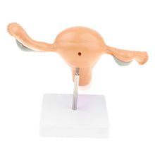 Load image into Gallery viewer, Sexual Female Organ Models Anatomic Model of Female Reproductive Organ Uterus Vagina, Female Womb Model