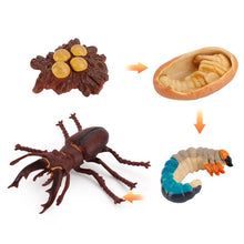 Load image into Gallery viewer, Simulation Life Cycle Of A Green Bean Plant Growth Cycle Model Action Figures Collection Science Educational Toys For Children