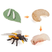 Load image into Gallery viewer, Simulation Life Cycle Of A Green Bean Plant Growth Cycle Model Action Figures Collection Science Educational Toys For Children