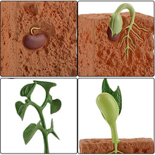 Load image into Gallery viewer, Simulation Life Cycle of a Green Bean Plant Growth Cycle Model Action Figures Collection Science Educational Toys for Children