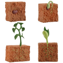 Load image into Gallery viewer, Simulation Life Cycle of a Green Bean Plant Growth Cycle Model Action Figures Collection Science Educational Toys for Children