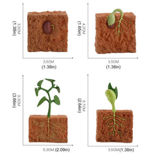 Load image into Gallery viewer, Simulation Life Cycle of a Green Bean Plant Growth Cycle Model Action Figures Collection Science Educational Toys for Children