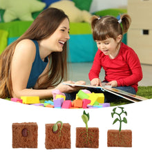 Load image into Gallery viewer, Simulation Life Cycle of a Green Bean Plant Growth Cycle Model Action Figures Collection Science Educational Toys for Children