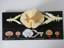 Load image into Gallery viewer, Spinal Cord Nerve Anatomical Model 5 Times Sumal Ventral Dorsal Coccygeal Root Teaching Resources