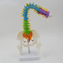 Load image into Gallery viewer, 45cm Flexible Colored Spine Model Medical Teaching Tool Skeleton Anatomy Pelvis Bone Skeleton System Anatomical Model