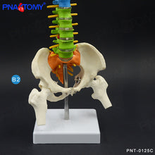 Load image into Gallery viewer, 45cm Color Human Spine Spine Pelvic Bone Cervical Bone Model Massage Bone Setting Pain Department Orthopedic Teaching Mold