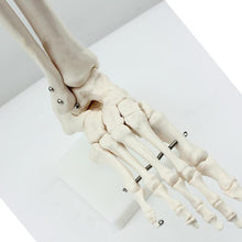 Load image into Gallery viewer, medical human skeleton foot bones anatomy model Foot and Ankle with shank bone anatomical model greys anatomy