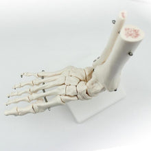 Load image into Gallery viewer, medical human skeleton foot bones anatomy model Foot and Ankle with shank bone anatomical model greys anatomy