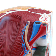 Load image into Gallery viewer, medical science female vagina anatomical model Lifesize Median Sagittal Section Human Female Pelvic Cavity Structure Model