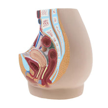 Load image into Gallery viewer, medical science female vagina anatomical model Lifesize Median Sagittal Section Human Female Pelvic Cavity Structure Model