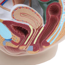 Load image into Gallery viewer, medical science female vagina anatomical model Lifesize Median Sagittal Section Human Female Pelvic Cavity Structure Model