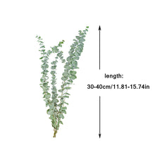 Load image into Gallery viewer, 10Pcs Natural Eucalyptus Leaves Dried Flower Dried Eucalyptus Leaves Real Plant DIY Wedding Home Decoreucalyptus Branches Stems