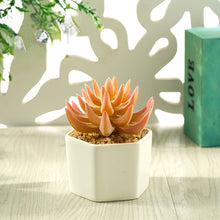 Load image into Gallery viewer, Artificial Succulent Pant Bonsai (Pot Included) Artificial Flower Creative Decoration Artificial Plant