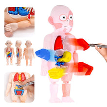 Load image into Gallery viewer, Educational Learning DIY Assembled Toys Kits Body Organ Medical Teaching Tools 3D Puzzle Human Body Anatomy Model Toy