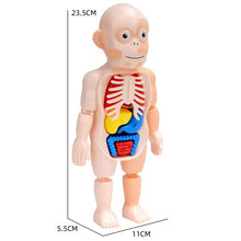 Load image into Gallery viewer, Educational Learning DIY Assembled Toys Kits Body Organ Medical Teaching Tools 3D Puzzle Human Body Anatomy Model Toy