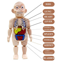 Load image into Gallery viewer, Kid 3D Puzzle Human Body Anatomy Model Educational Learning Organ Assembled Toy Body Organ Teaching Tool For Children