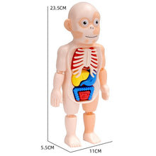 Load image into Gallery viewer, Kid 3D Puzzle Human Body Anatomy Model Educational Learning Organ Assembled Toy Body Organ Teaching Tool For Children