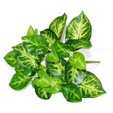 Load image into Gallery viewer, 5pcs Artificial Grass Plants For Store Shop Bonsai Fake Small Green Plants Artificial Greenery Plant Wall Home Garden Decoration