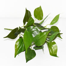Load image into Gallery viewer, 5pcs Artificial Grass Plants For Store Shop Bonsai Fake Small Green Plants Artificial Greenery Plant Wall Home Garden Decoration
