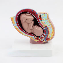 Load image into Gallery viewer, Embryo  pelvic cavity model midwifery teaching  birth control medical  didactical MPT001
