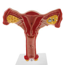 Load image into Gallery viewer, 1:1 Human Female Uterus Ovary Fallopian Tubes Model Anatomical human anatomy model  medical teaching tools
