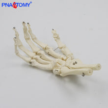 Load image into Gallery viewer, 1:1 Human Hand Bone Model Adult Size Flexible Bones of Hand Radius Ulna Skeleton Anatomy Educational Equipment Medical Teaching

