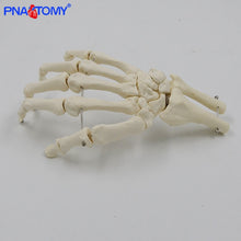 Load image into Gallery viewer, 1:1 Human Hand Bone Model Adult Size Flexible Bones of Hand Radius Ulna Skeleton Anatomy Educational Equipment Medical Teaching
