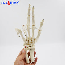 Load image into Gallery viewer, 1:1 Human Hand Bone Model Adult Size Flexible Bones of Hand Radius Ulna Skeleton Anatomy Educational Equipment Medical Teaching
