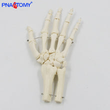 Load image into Gallery viewer, 1:1 Human Hand Bone Model Adult Size Flexible Bones of Hand Radius Ulna Skeleton Anatomy Educational Equipment Medical Teaching
