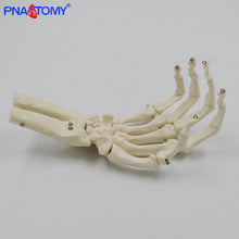 Load image into Gallery viewer, 1:1 Human Hand Bone Model Adult Size Flexible Bones of Hand Radius Ulna Skeleton Anatomy Educational Equipment Medical Teaching
