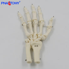 Load image into Gallery viewer, 1:1 Human Hand Bone Model Adult Size Flexible Bones of Hand Radius Ulna Skeleton Anatomy Educational Equipment Medical Teaching
