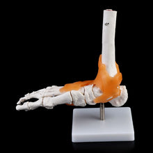 Load image into Gallery viewer, 1: 1 Human Skeleton Human Model Joint Medical Anatomy Ankle Ligament Anatomically Teaching Resource Tool

