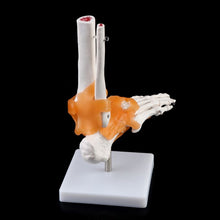 Load image into Gallery viewer, 1: 1 Human Skeleton Human Model Joint Medical Anatomy Ankle Ligament Anatomically Teaching Resource Tool
