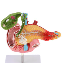 Load image into Gallery viewer, 1:1 Life Size Anatomical Human Pancreas Duodenum Gallbladder Pathology Model, Lab Office Equipment Ornament for Students
