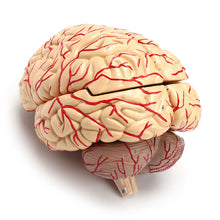 Load image into Gallery viewer, 1: 1 Life Size Human Anatomical Brain Pro Dissection Medical Organ Teaching Model

