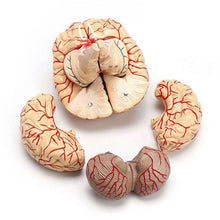 Load image into Gallery viewer, 1: 1 Life Size Human Anatomical Brain Pro Dissection Organ Teaching Model
