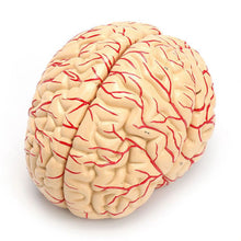 Load image into Gallery viewer, 1: 1 Life Size Human Anatomical Brain Pro Dissection Organ Teaching Model
